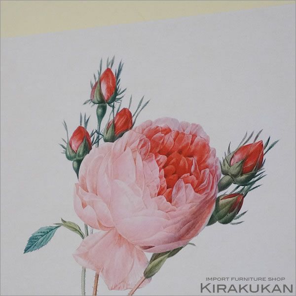 【大型豪華版】ルドゥーテ画　美花選 2冊セット ビブリオポリ-ルドゥーテ-美花選