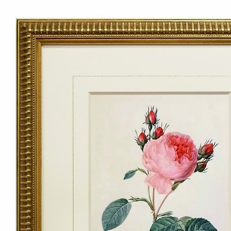 ルドゥーテ ローズ 絵額 複製画 『 バラ図譜 ロサ・ケンティフォリア