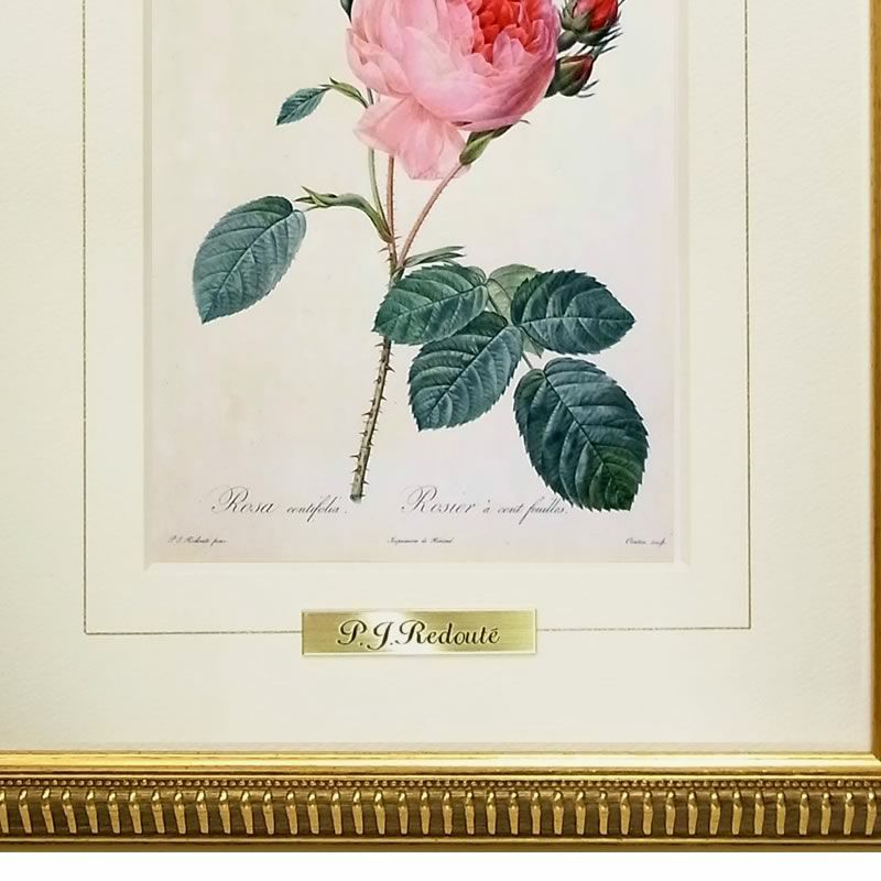 ルドゥーテ ローズ 絵額 複製画 『 バラ図譜 ロサ・ケンティフォリア